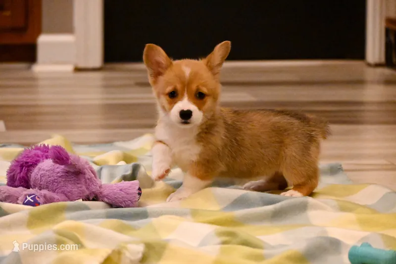 Marci  – Pembroke Welsh Corgi puppy for sale in Guthrie, KY