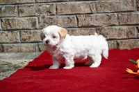 Jack, a male Maltipoo for sale in Guthrie, KY – 3 of 10