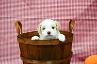 Diane , a female Maltipoo for sale in Guthrie, KY – 5 of 10