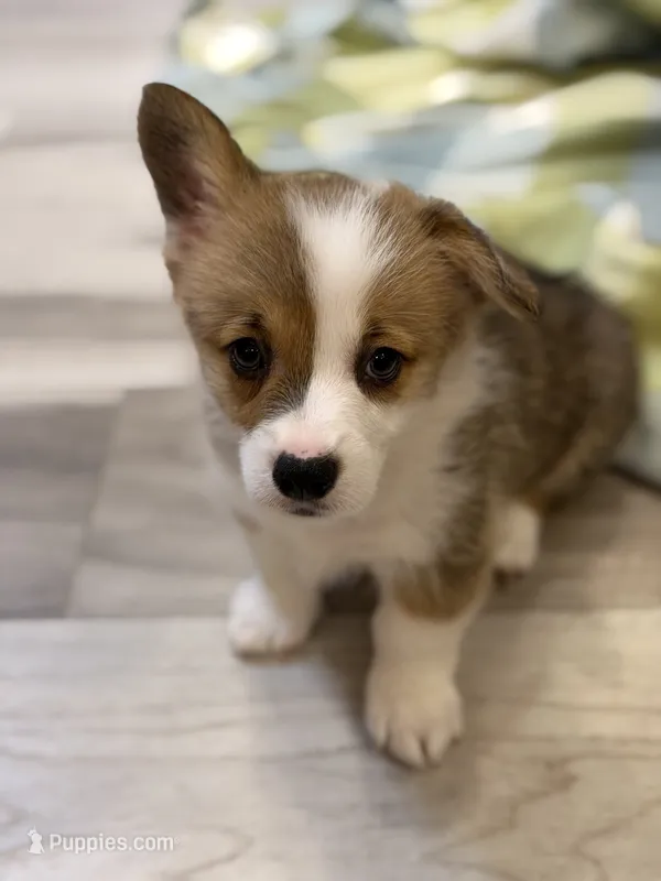 Lisa – Pembroke Welsh Corgi puppy for sale in Guthrie, KY