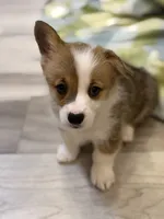 Lisa, a female Pembroke Welsh Corgi for sale in Guthrie, KY – 1 of 1