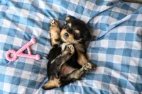 Linda, a female Morkie for sale in Guthrie, KY – 2 of 6