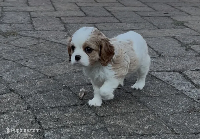 Marcy – Cavalier King Charles Spaniel puppy for sale in Guthrie, KY