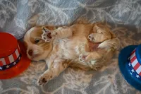 Cody, a male Havapoo for sale in Guthrie, KY – 3 of 6