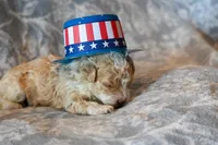Oscar, a male Havapoo for sale in Guthrie, KY – 2 of 8