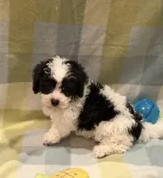 Billy, a male Havapoo for sale in Guthrie, KY – Photo 4 of 10