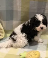 Billy, a male Havapoo for sale in Guthrie, KY – Photo 6 of 10