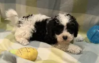 Billy, a male Havapoo for sale in Guthrie, KY – Photo 5 of 10