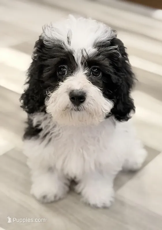 Billy – Havapoo puppy for sale in Guthrie, KY