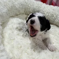 Billy, a male Havapoo for sale in Guthrie, KY – Photo 9 of 10