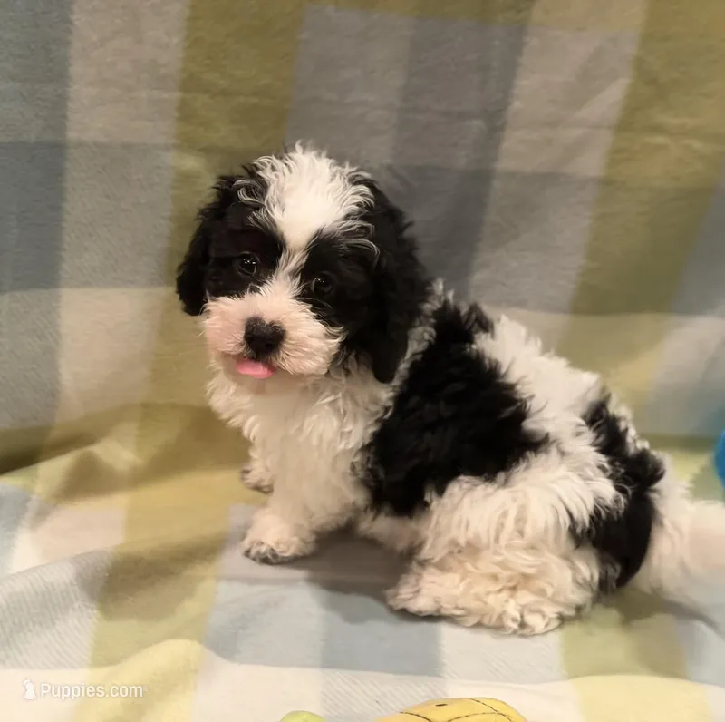 Billy – Havapoo puppy for sale in Guthrie, KY