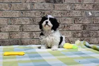 Billy, a male Havapoo for sale in Guthrie, KY – Photo 2 of 10