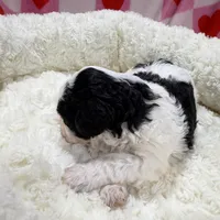 Billy, a male Havapoo for sale in Guthrie, KY – Photo 8 of 10