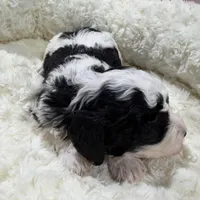 Billy, a male Havapoo for sale in Guthrie, KY – Photo 2 of 4