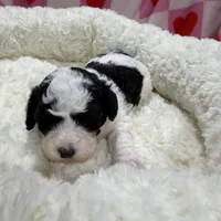 Billy, a male Havapoo for sale in Guthrie, KY – Photo 7 of 10