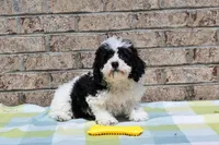 Billy, a male Havapoo for sale in Guthrie, KY – Photo 1 of 10