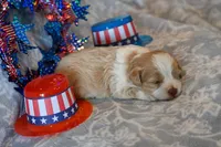 Cody, a male Havapoo for sale in Guthrie, KY – 4 of 6