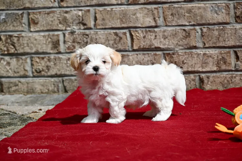 Jack – Maltipoo puppy for sale in Guthrie, KY