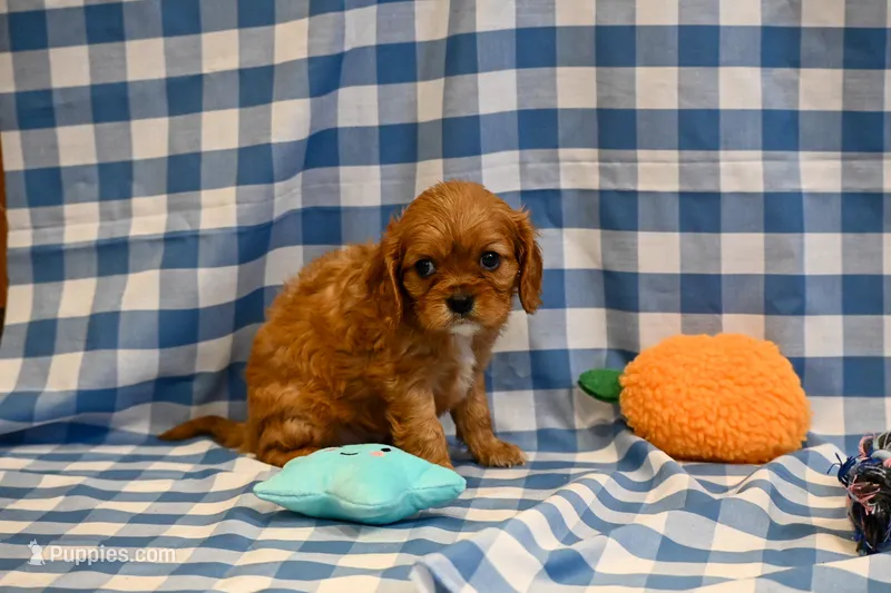 Fred – Cavalier King Charles Spaniel puppy for sale in Guthrie, KY