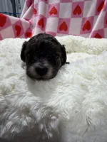 Bradley, a male Havapoo for sale in Guthrie, KY – Photo 5 of 5