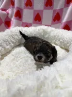 Bradley, a male Havapoo for sale in Guthrie, KY – Photo 3 of 5