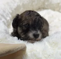 Bradley, a male Havapoo for sale in Guthrie, KY – Photo 1 of 5