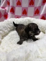 Bradley, a male Havapoo for sale in Guthrie, KY – Photo 4 of 5