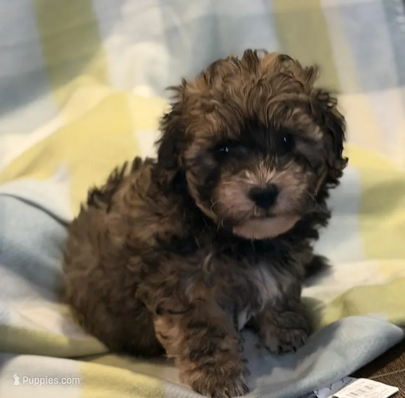 Bradley – Havapoo puppy for sale in Guthrie, KY
