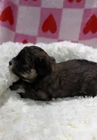 Bradley, a male Havapoo for sale in Guthrie, KY – Photo 2 of 5