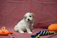 Diane , a female Maltipoo for sale in Guthrie, KY – 6 of 10