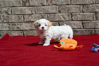 Jack, a male Maltipoo for sale in Guthrie, KY – 4 of 10