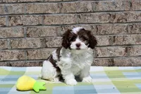 Johnny, a male Havapoo for sale in Guthrie, KY – Photo 1 of 9