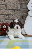 Johnny, a male Havapoo for sale in Guthrie, KY – Photo 6 of 9