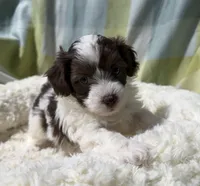 Johnny, a male Havapoo for sale in Guthrie, KY – Photo 3 of 5