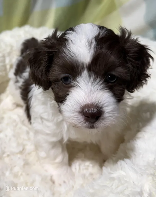 Johnny, a male Havapoo for sale in Guthrie, KY – Photo 1 of 5