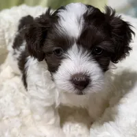 Johnny, a male Havapoo for sale in Guthrie, KY – Photo 7 of 9