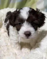 Johnny, a male Havapoo for sale in Guthrie, KY – Photo 1 of 5