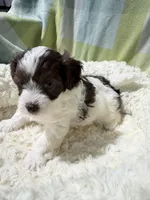 Johnny, a male Havapoo for sale in Guthrie, KY – Photo 5 of 5