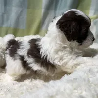 Johnny, a male Havapoo for sale in Guthrie, KY – Photo 8 of 9