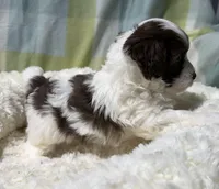 Johnny, a male Havapoo for sale in Guthrie, KY – Photo 2 of 5