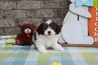 Johnny, a male Havapoo for sale in Guthrie, KY – Photo 4 of 9