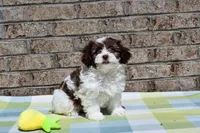 Johnny, a male Havapoo for sale in Guthrie, KY – Photo 2 of 9