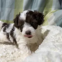 Johnny, a male Havapoo for sale in Guthrie, KY – Photo 9 of 9