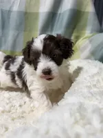 Johnny, a male Havapoo for sale in Guthrie, KY – Photo 4 of 5