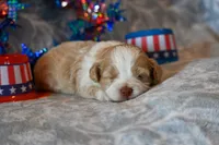 Cody, a male Havapoo for sale in Guthrie, KY – 1 of 6