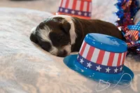 Felix, a male Havapoo for sale in Guthrie, KY – 2 of 7