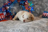 Calvin, a male Havapoo for sale in Guthrie, KY – 4 of 6