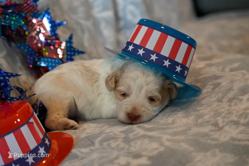 Calvin – Havapoo puppy for sale in Guthrie, KY