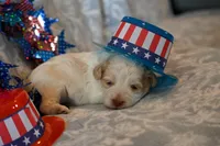 Calvin, a male Havapoo for sale in Guthrie, KY – 1 of 6