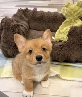 Ella, a female Pembroke Welsh Corgi for sale in Guthrie, KY – 1 of 1